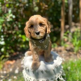 Australian Labradoodle and Labradoodle Puppies from Doodles_Ko