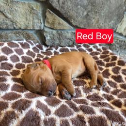 Red Boy - Dark golden male Golden Retriever puppy in Elk River, Minnesota from Meadow Creek Goldens