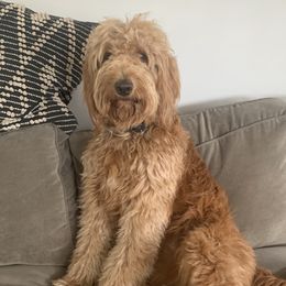 June - Goldendoodle