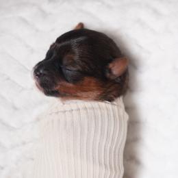 Orange Collar - Parti female Yorkshire Terrier puppy in Las Vegas, Nevada from Plush Toy Poodle Puppies & Pals