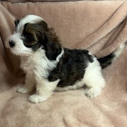 Rory - Red male Havanese puppy in Maryville, Missouri from Dreamworks Havanese