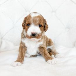 Trakr - Red  male Goldendoodle puppy in Sterling, Illinois from Charley's Goldendoodles