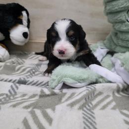 Bella - Black rust and white female Bernese Mountain Dog puppy in Radcliffe, Iowa from Berner Babies