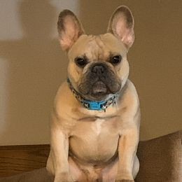 French Bulldogs from Deb Allender's French Bulldogs