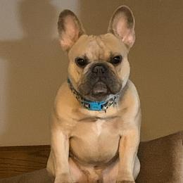 French Bulldogs from Deb Allender's French Bulldogs