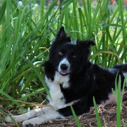 Stella - Border Collie