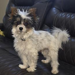 Yoshi - Biewer Terrier