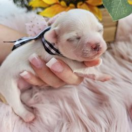 Chihuahua Puppies from Pretty Little Chis