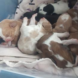 Rainbow - Tan and white female Basset Hound puppy in Garrett, Indiana from Bad and Boujee Basset Hounds