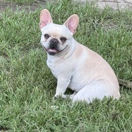 Margaux - French Bulldog