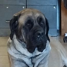 Daizy - Mastiff