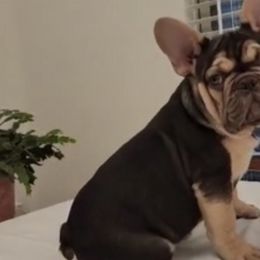 French Bulldogs from Shantell's Frenchies