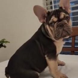 French Bulldogs from Shantell's Frenchies