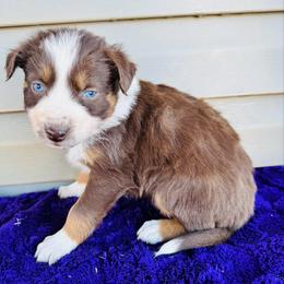 Cookie - Red tri-color female Australian Shepherd puppy in Charlotte, North Carolina from Awesome Aussies