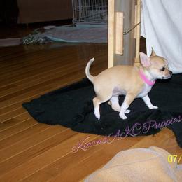 Chihuahua Puppies from Kiara's AKC Chihuahuas of Michigan