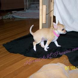 Chihuahua Puppies from Kiara's AKC Chihuahuas of Michigan