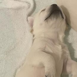 Boy 2 - Labrador Retriever puppy in Hutto, Texas from Texas Bluebonnet Labs