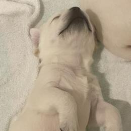 Boy 2 - Labrador Retriever puppy in Hutto, Texas from Texas Bluebonnet Labs