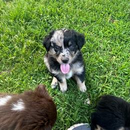 AKC Sydney - Blue merle female Australian Shepherd puppy in Prairie Grove, Arkansas from IQ Farms