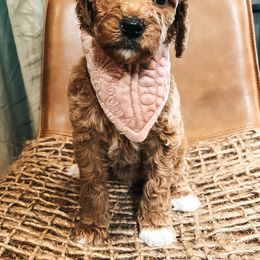 Goldendoodle Puppies from The Doting Doodle