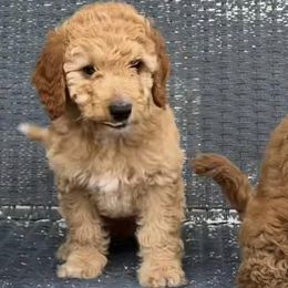 Goldendoodles from Celebrity Doodles MO