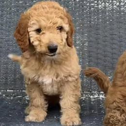 Goldendoodles from Celebrity Doodles MO
