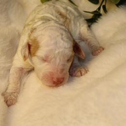 Apricot Parti Female - Parti female Poodle puppy in Belgreen, Alabama from Scott’s Farm Poodles and Doodles