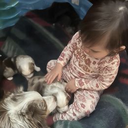 Miniature Australian Shepherds from ST Forest Aussies