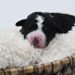 Border Collie and Bordoodle Puppies from Oregon Bordoodles
