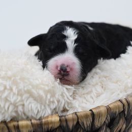 Border Collie and Bordoodle Puppies from Oregon Bordoodles