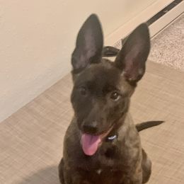 Dutch Shepherd Puppies from Prospect