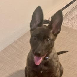 Dutch Shepherd Puppies from Prospect