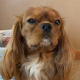 RORY - Cavalier King Charles Spaniel