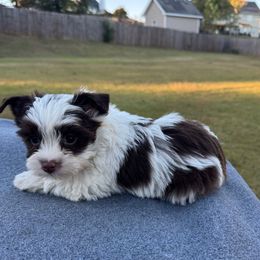 Mocha - Chocolate, tan and white female Yorkshire Terrier puppy in Winder, Georgia from Hause of Vang Kennels