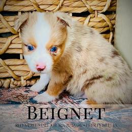 Beignet - Red merle male Miniature Australian Shepherd puppy in Liberty Hill, Texas from Stone & Sage ATX Toy & Mini Aussies