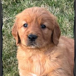 Skip (blue collar) - Dark golden male Golden Retriever puppy in Walla Walla, Washington from The Sayler Farm