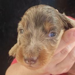 Mitya - Dapple male Dachshund puppy in Bigfork, Minnesota from Long Ears and Long Dogs Ranch