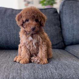 Tahoe - Red  male Goldendoodle puppy in St George, Utah from Doodle Bears of Southern Utah