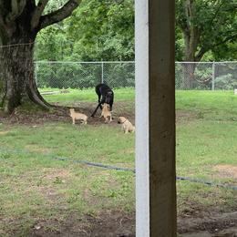 Great Dane puppies from Tidal Wave Danes