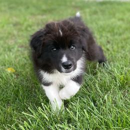 Blinkers - Black and white male Border Collie puppy in Olney, Illinois from Heronwood Border Collies