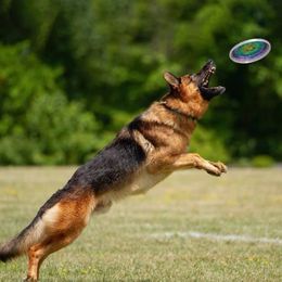 German Shepherds from Vom HeartSoul