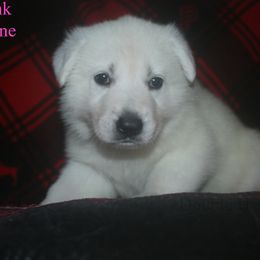 Moonstone  -Light Pink - White female German Shepherd puppy in Grimes County, Texas from Double H German Shepherds