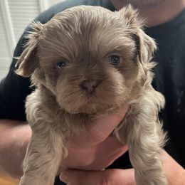Omen - Lilac male Shih Tzu puppy in Birmingham, Alabama from Lavender Lane Tzus