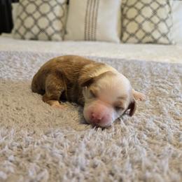 Stetson - Red  male Goldendoodle puppy in Floyd, Virginia from Hearts and Paws Poodles and Doodles