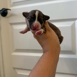 Chalk - White and red male Pembroke Welsh Corgi puppy in Red Bluff, California from Wilder Ranch Corgis