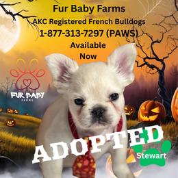 Stuart - White male French Bulldog puppy in Michigan from Fur Baby Farms