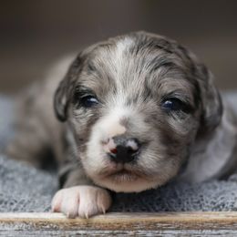Frosty - Blue merle male Aussiedoodle puppy in Casa, Arkansas from Blue Diamond Puppies