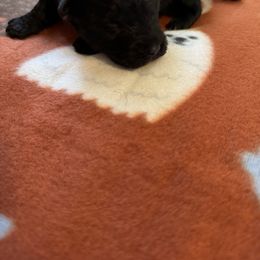 Girl 1 - Black female Schnoodle puppy in Columbia, South Carolina from DM Schnoodles and schnauzers