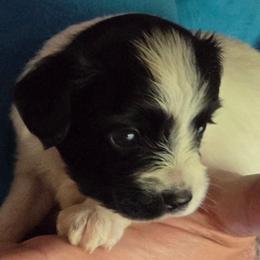 Piper - White and black female Papillon puppy in Cedarville, Ohio from Happy Paps