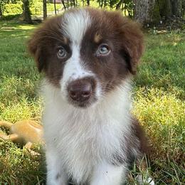 Girlie - Red tri-color female Australian Shepherd puppy in Copperhill, Tennessee from Tuff Country Farm